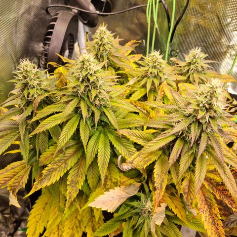 Panama Red #1 Alpha growlog timeline photo