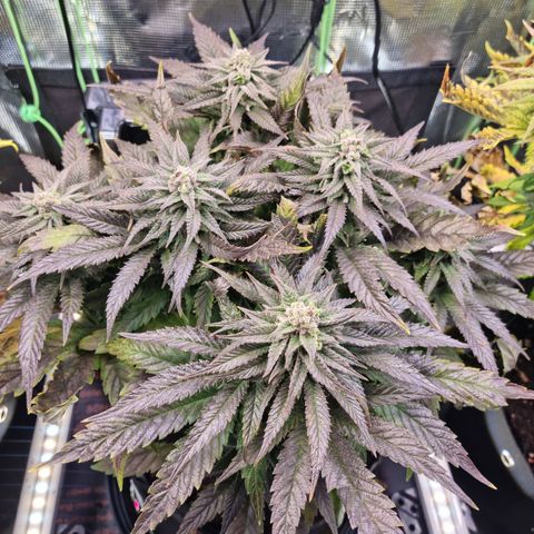 Panama Red #2 Bravo growlog timeline photo