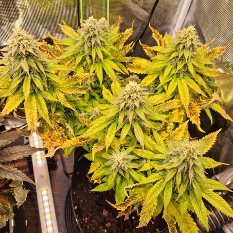 Panama Red #3 Charlie growlog timeline photo