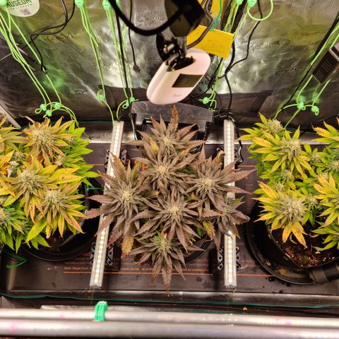 Panama Red #1 Alpha growlog timeline photo