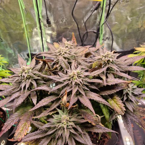 Panama Red #2 Bravo growlog timeline photo