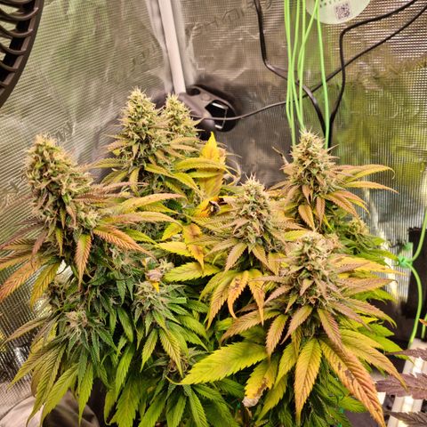 Panama Red #1 Alpha growlog timeline photo