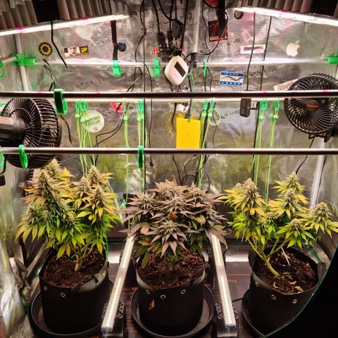Panama Red #1 Alpha growlog timeline photo