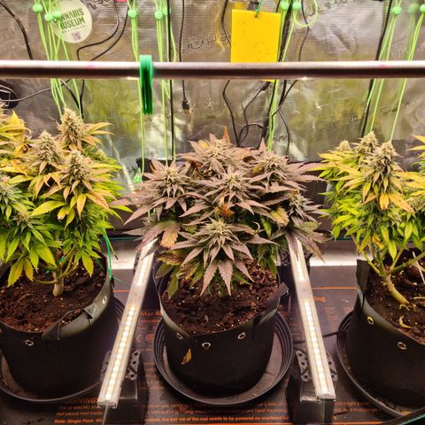 Panama Red #1 Alpha growlog timeline photo