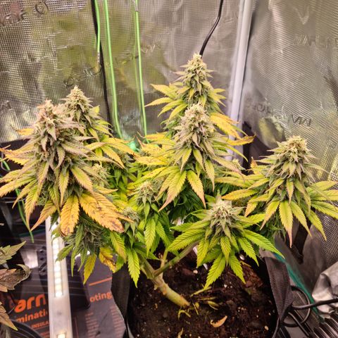 Panama Red #3 Charlie growlog timeline photo