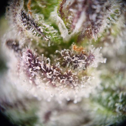 Panama Red #1 Alpha growlog timeline photo