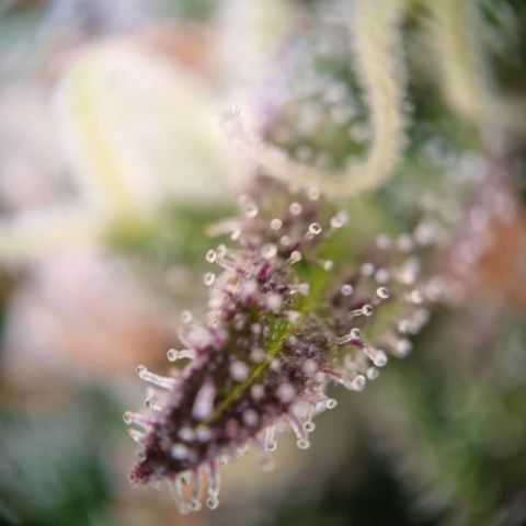 Panama Red #1 Alpha growlog timeline photo