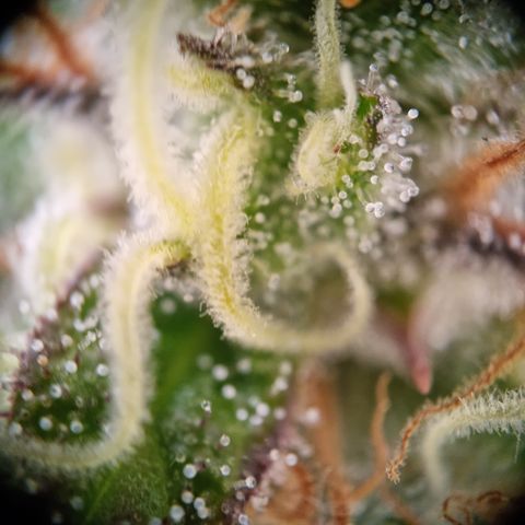 Panama Red #1 Alpha growlog timeline photo