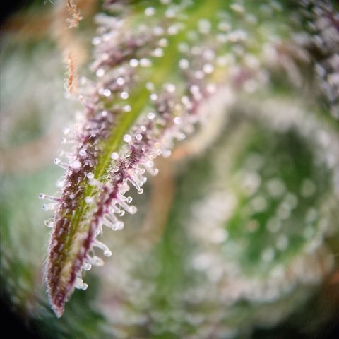 Panama Red #1 Alpha growlog timeline photo