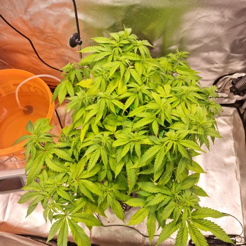 Panama Red #1 Alpha growlog photo: Die automatische Bewässerung funktioniert noch nicht so wie ich es möchte was man der Pflanze ansieht
Drum wird heute wieder von Hand gegossen 