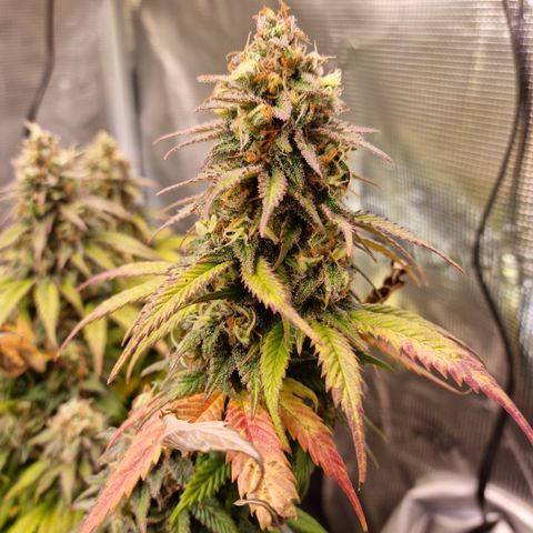 Panama Red #1 Alpha growlog timeline photo