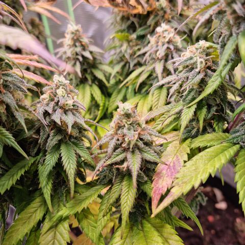 Panama Red #1 Alpha growlog timeline photo