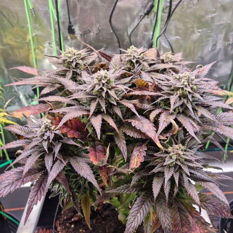 Panama Red #1 Alpha growlog timeline photo