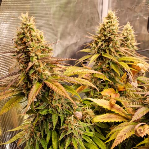 Panama Red #1 Alpha growlog timeline photo