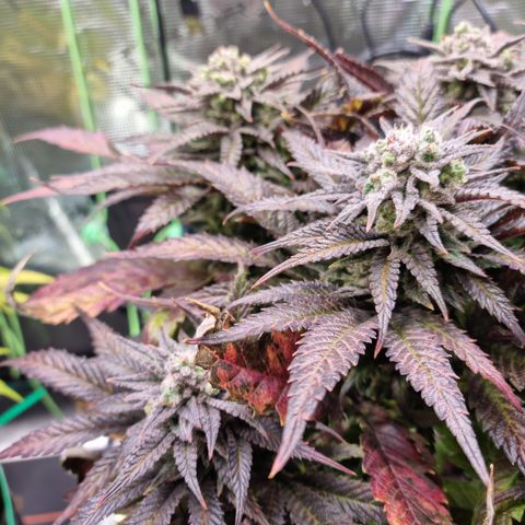 Panama Red #1 Alpha growlog timeline photo