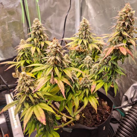 Panama Red #1 Alpha growlog timeline photo