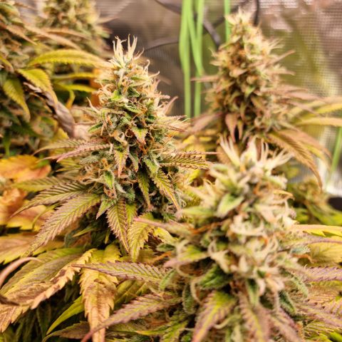 Panama Red #1 Alpha growlog timeline photo