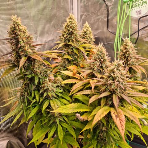 Panama Red #1 Alpha growlog timeline photo