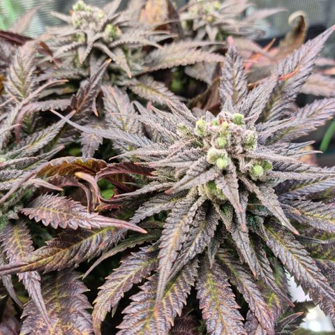 Panama Red #1 Alpha growlog timeline photo