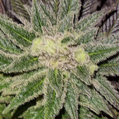 Panama Red #1 Alpha growlog photo: Bravo ist am weitesten in der Entwicklung. Und da ich nichts mehr habe, hab ich mir ne Knospe abgezwickt 
   Zum probieren 😁
