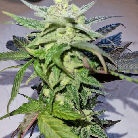 Panama Red #1 Alpha growlog photo: Bravo ist am weitesten in der Entwicklung. Und da ich nichts mehr habe, hab ich mir ne Knospe abgezwickt 
   Zum probieren 😁