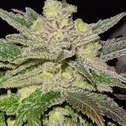 Panama Red #1 Alpha growlog photo: Bravo ist am weitesten in der Entwicklung. Und da ich nichts mehr habe, hab ich mir ne Knospe abgezwickt 
   Zum probieren 😁