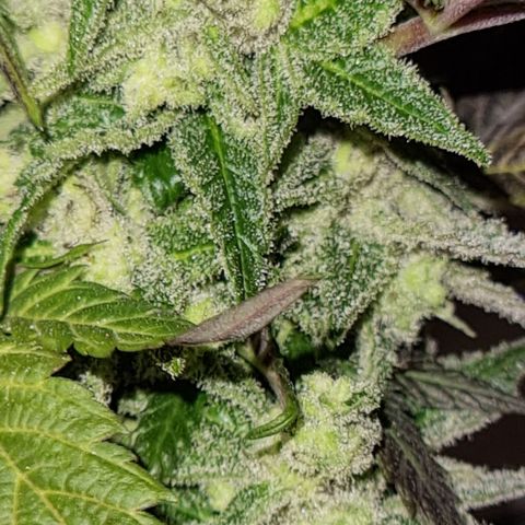 Panama Red #1 Alpha growlog photo: Bravo ist am weitesten in der Entwicklung. Und da ich nichts mehr habe, hab ich mir ne Knospe abgezwickt 
   Zum probieren 😁