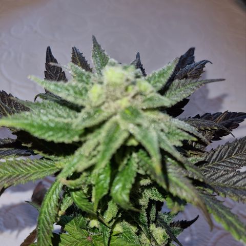 Panama Red #1 Alpha growlog photo: Bravo ist am weitesten in der Entwicklung. Und da ich nichts mehr habe, hab ich mir ne Knospe abgezwickt 
   Zum probieren 😁