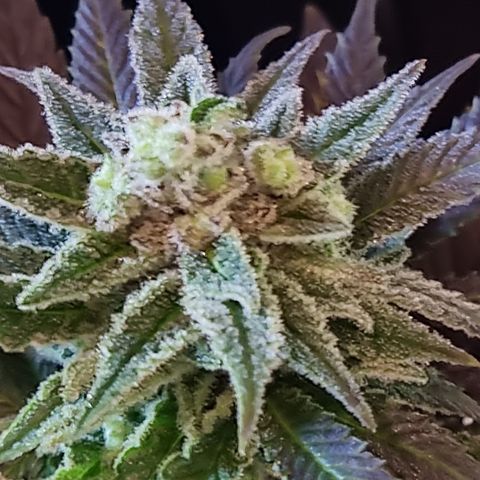 Panama Red #1 Alpha growlog photo: Bravo ist am weitesten in der Entwicklung. Und da ich nichts mehr habe, hab ich mir ne Knospe abgezwickt 
   Zum probieren 😁