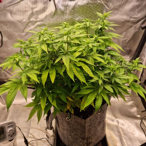 Panama Red #1 Alpha growlog photo: Nächste Woche wird gelollipopt 