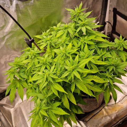 Panama Red #1 Alpha growlog photo: Nächste Woche wird gelollipopt 