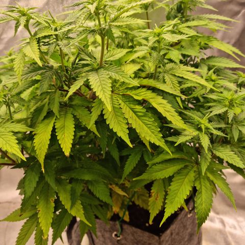 Panama Red #1 Alpha growlog photo: Nächste Woche wird gelollipopt 