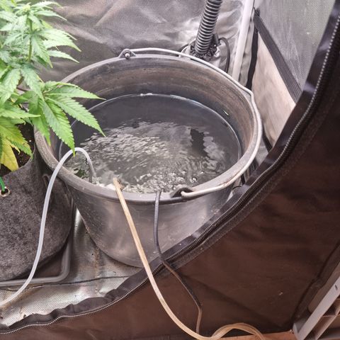 Panama Red #1 Alpha growlog photo: Versuch der automatischen Bewässerung wir gestartet
Ausgangspunkt ist ein ph Wert von 5,96