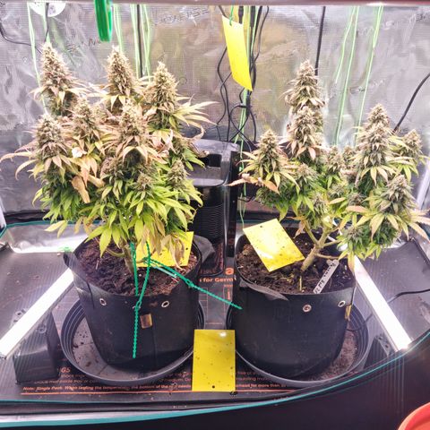 Panama Red #1 Alpha growlog photo: Da waren es nur noch zwei  Bravo musste heute Nacht dran glauben