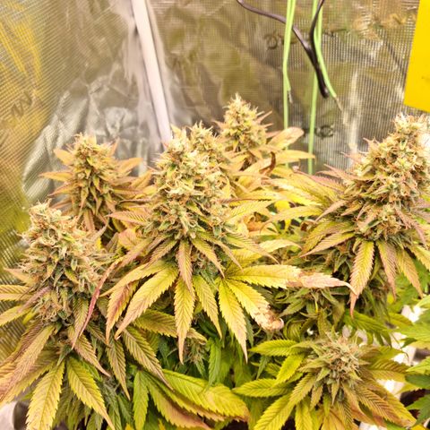 Panama Red #1 Alpha growlog timeline photo