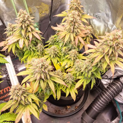 Panama Red #1 Alpha growlog timeline photo