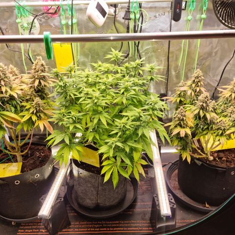 Panama Red #1 Alpha growlog timeline photo