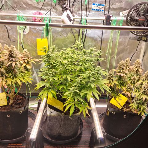 Panama Red #1 Alpha growlog timeline photo