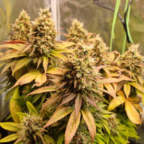 Panama Red #1 Alpha growlog timeline photo