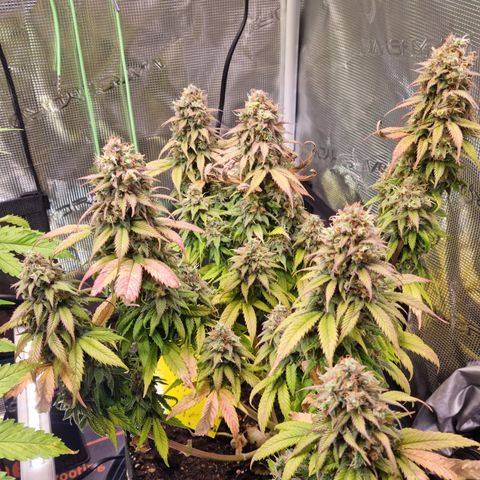 Panama Red #1 Alpha growlog timeline photo