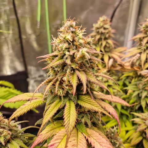 Panama Red #1 Alpha growlog timeline photo