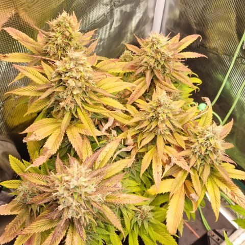 Panama Red #1 Alpha growlog timeline photo