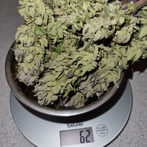 Panama Red #2 Bravo growlog photo: Naja 
Bin ehrlich gesagt etwas enttäuscht über die Ausbeute aber naja sei's drum 
Heute an Tag 5 wurde getrimmt und in Gläser gepackt nach 2-3std im Glas wird mal nachgeschaut wie hoch die rest Feuchtigkeit ist  dürfte allerdings noch gut hoch sein sowie sich das beim trimmen angefühlt hat
Aber letztendlich dürfte ohne die großen Stängel und dem nachtrocknen tatsächlich vlt nur 50 g rauskommen 