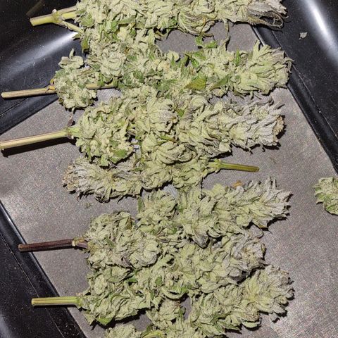 Panama Red #2 Bravo growlog photo: Naja 
Bin ehrlich gesagt etwas enttäuscht über die Ausbeute aber naja sei's drum 
Heute an Tag 5 wurde getrimmt und in Gläser gepackt nach 2-3std im Glas wird mal nachgeschaut wie hoch die rest Feuchtigkeit ist  dürfte allerdings noch gut hoch sein sowie sich das beim trimmen angefühlt hat
Aber letztendlich dürfte ohne die großen Stängel und dem nachtrocknen tatsächlich vlt nur 45 g rauskommen 