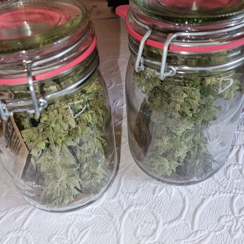 Panama Red #2 Bravo growlog photo: Naja 
Bin ehrlich gesagt etwas enttäuscht über die Ausbeute aber naja sei's drum 
Heute an Tag 5 wurde getrimmt und in Gläser gepackt nach 2-3std im Glas wird mal nachgeschaut wie hoch die rest Feuchtigkeit ist  dürfte allerdings noch gut hoch sein sowie sich das beim trimmen angefühlt hat
Aber letztendlich dürfte ohne die großen Stängel und dem nachtrocknen tatsächlich vlt nur 50 g rauskommen 
