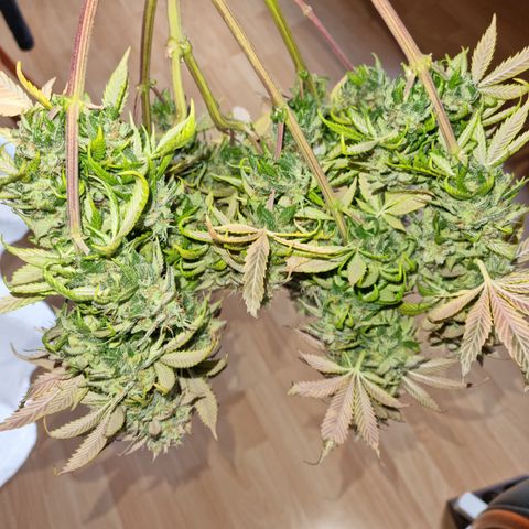 Panama Red #1 Alpha growlog photo: Kann nicht mehr länger warten da es bald in den Urlaub geht deshalb wurde heute endlich geerntet 
Charlie sieht gut aus aber Alpha noch besser 😁