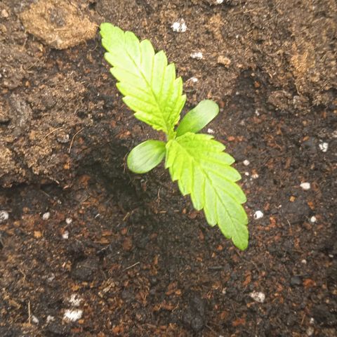 Purplematic CBD growlog timeline photo