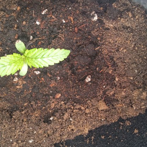 Purplematic CBD growlog timeline photo