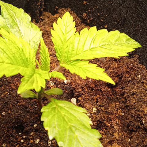 Purplematic CBD growlog timeline photo