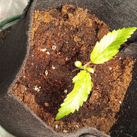 Purplematic CBD growlog timeline photo
